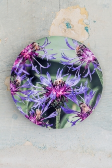 Medallion Spotted Knapweed Flower / Main Image